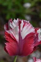 a close up of a red and white tulip photo