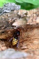 a wasp sitting on a log in the woods photo