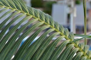 a palm leaf with a white background photo