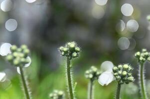 a close up of some green plants with some bokeh photo