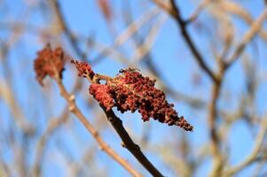a close up of a plant with red berries photo