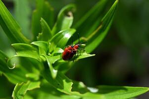 a red bug on a green plant photo