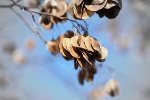 Ptelea trifoliata L. ripe seeds on a tree photo