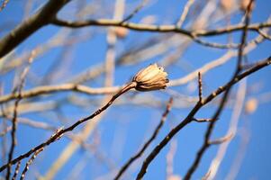 a single flower bud on a tree branch photo