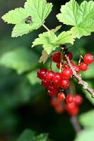 ripe red currant berries on a bush photo