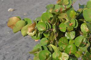 a small plant with leaves on it photo