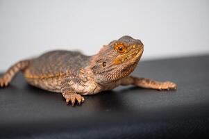 Bartagame lizard resting on a dark surface in a home setting photo