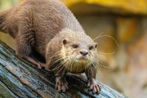 wild Asian small clawed otter Amblonyx cinerea, small clawed otter photo