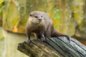 cute Asian small clawed otter Amblonyx cinerea, small clawed otter photo