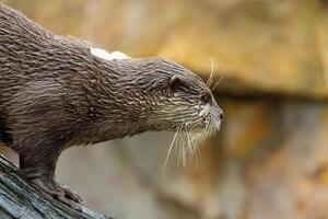 one Asian small clawed otter Amblonyx cinerea, small clawed otter photo