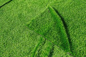 Artificial turf used for covering sport arena or garden. photo