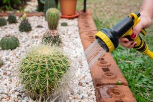 Gardener using hose for spraying and watering golden barrel cactus. Water your cactus only when the soil is completely dry. photo