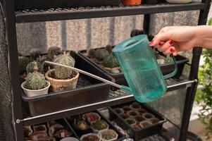 Cropped shot view of woman hands watering cactus. Water your cactus only when the soil is completely dry. photo
