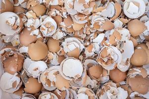 Full frame shot of crushed chicken eggshells. This organic waste is rich in calcium and other components that are essential for plant growth. photo