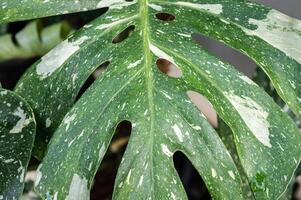 Close up of variegated monstera plant leaf textured and background. photo