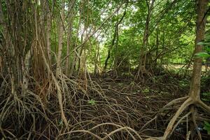 Mangrove roots in wetland habitat. Coastal forest. Nature's carbon capture mechanism. Essential ecosystem for biodiversity conservation and natural carbon storage in climate change mitigation efforts. photo