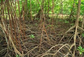 Root system of mangrove trees in coastal wetland forest. Natural carbon sink capturing and storing CO2. Ecosystem supporting rich biodiversity and combating climate change in shoreline environments. photo