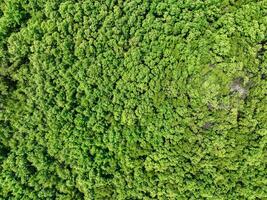 Aerial view of green mangrove forest. Mangrove ecosystem. Natural carbon sinks. Mangroves capture CO2 from the atmosphere. Blue carbon ecosystems. Mangroves absorb carbon dioxide emissions. photo