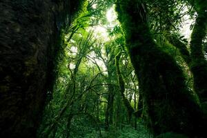 Looking up of tree trunk to green leaves of tree in forest with sun light. Fresh environment in green woods. Forest tree on sunny day. Natural carbon capture. Sustainable conservation and ecology photo