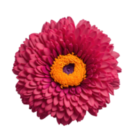 Pink chrysanthemum flower isolated on transparent background png