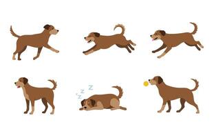 Brown dog sitting, running, and playing in cute and joyful movement vector
