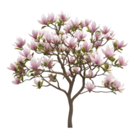 Magnolia Tree on Transparent Background png