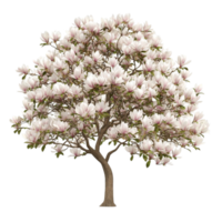Beautiful Magnolia on Transparent Background png