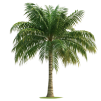 Palm Tree on Transparent Background png