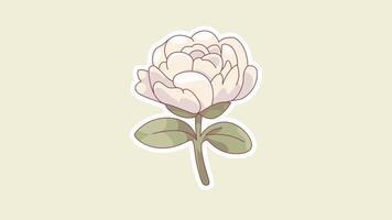 Elegant White Peony Animation Loop on Beige Background in 4K video