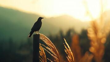 Silhouette of a Bird Perched on a Post at Sunset Golden Grass Peaceful Nature Scene photo
