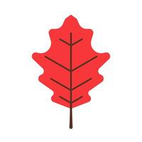 A red maple leaf on a white background vector