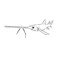 drawing of a shark with a long tail vector