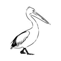 A drawing of a pelican standing on its legs vector