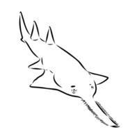 A drawing of a shark with a long tail vector