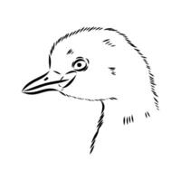 a drawing of a duck head vector