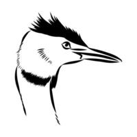 a drawing of a duck swimming in the water vector