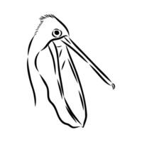 A drawing of a pelican with long beak vector