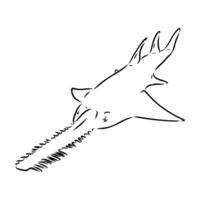 A drawing of a shark with a long tail vector