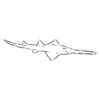 a shark with a long tail vector