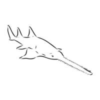A drawing of a shark with a long tail vector