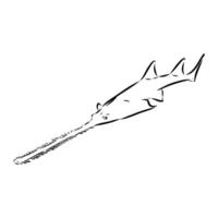 A drawing of a shark with a long tail vector