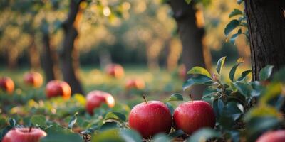 Bright Red Apples Glisten in a Warm Afternoon Orchard. photo