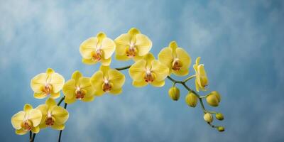 Vibrant yellow orchids elegantly arranged on a textured blue background with a soft gradient creating a serene and colorful floral composition photo