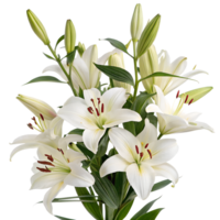 Blooming white lilies flowers isolated on the transparent background png