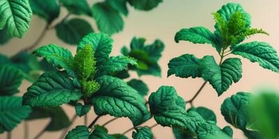 Enchanting macro deep green leaves with mossy textures photo