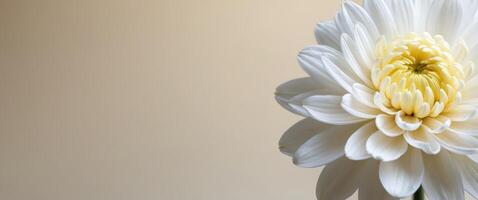Close up of white chrysanthemum on beige background with copy space. photo