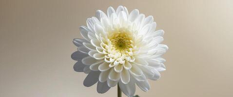 Close up of white chrysanthemum on beige background with copy space photo