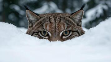 Lynx peering from snowdrift in winter forest photo