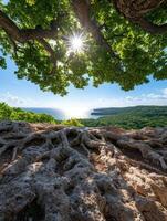 Sun shining through the branches of a large tree overlooking the ocean photo