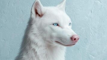 Close up portrait of a white husky dog with ice blue eyes photo